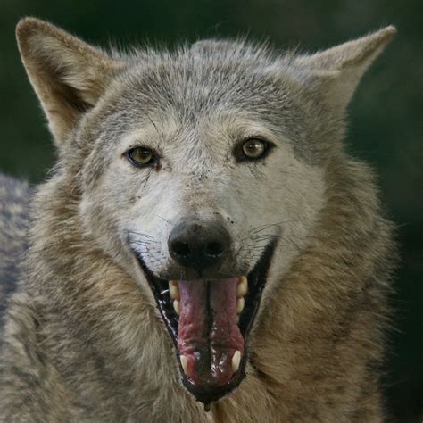 I Don't Bite !! | Grey Wolf. Dublin Zoo. Phoenix Park. Irela… | Flickr