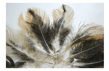 Ostrich Feathers | Ostrich Feather Products | Decorative Feathers ...