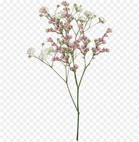 Transparent Minimalist Aesthetic Flower Png