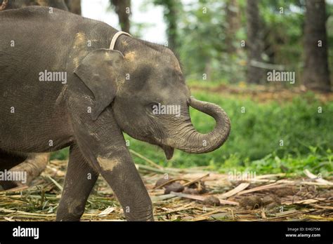 Sumatra Sumatran elephant Indonesia endangered Stock Photo - Alamy