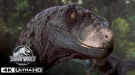 The Best Velociraptor Scenes in 4K HDR | Jurassic World - YouTube