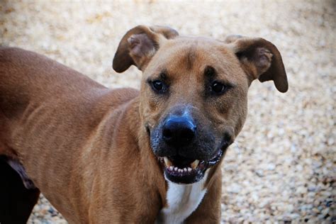 Sarge, American Bulldog/German Shepherd Mix | kellynwarren | Flickr