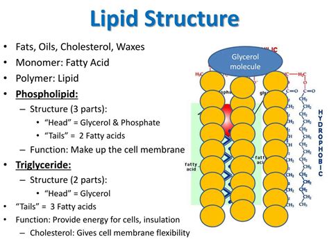 Polymer Structure Of Lipids