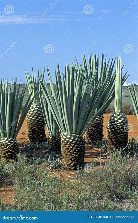 Sisal Plant, Agave Sisalana, Plantation in Madagascar Near Fort Dauphin ...