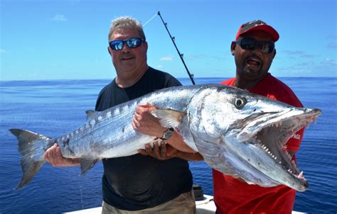 Barracuda or Sphyraena barracuda - Rod Fishing club