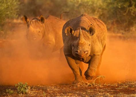 How Fast Can a Rhino Run? All 5 Species (Speeds/Reasons) | Storyteller ...