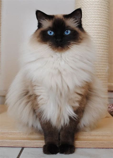 Ragdoll cat (58 photo) (38)