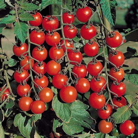 Tomato Cherry tamatar Seeds Pack of 25-30 seeds Imported - Seedsnpots.com