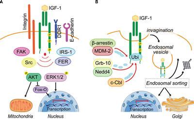 Frontiers | Controlled Signaling—Insulin-Like Growth Factor Receptor ...