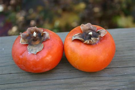 Cinnamon Persimmon ( Hyakume) – Description and Recipe | Walter Reeves ...