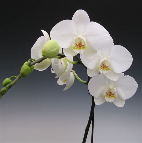 Free photo: White Orchids - Bloom, Flower, Nature - Free Download - Jooinn