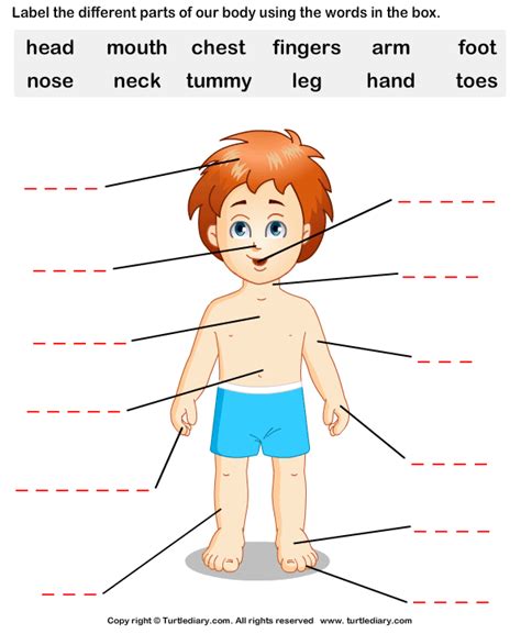 Download and print Turtle Diary's Human Body Parts worksheet. Our large ...