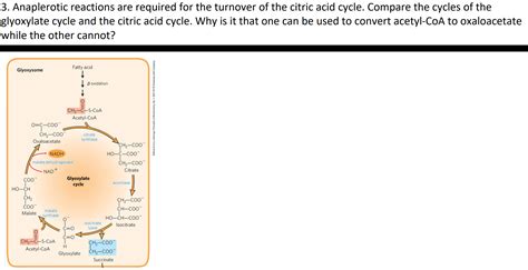 Solved 3. Anaplerotic reactions are required for the | Chegg.com