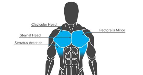 Anatomy of Growth: How to Train Your Chest Muscles