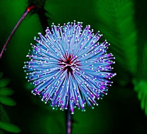 Rainforest Flower Photograph by Julian Cook - Pixels