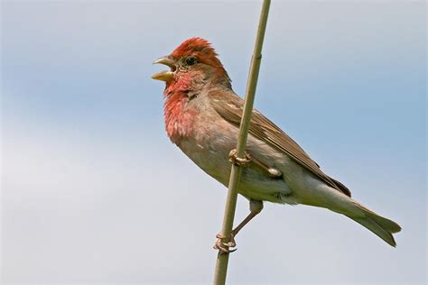 Common rosefinch (Carpodacus erythrinus)