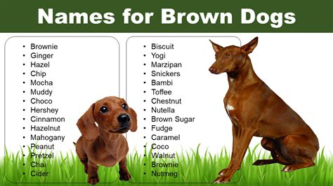 List of Names for Brown Dog - Facts About Brown Dogs - Pet Names Vocab