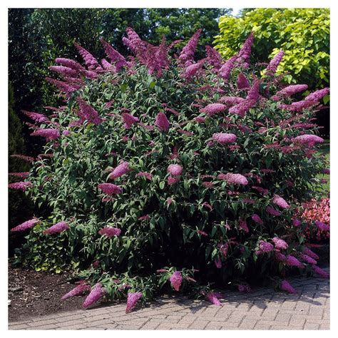 Deer Resistant Flowering Shrubs Zone 7 / VW Garden: Deer Resistant ...