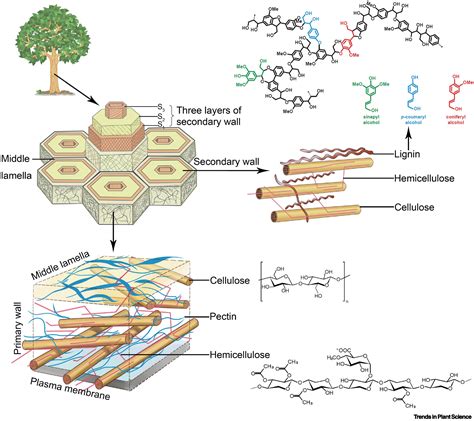 Advances in Imaging Plant Cell Walls: Trends in Plant Science