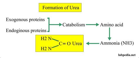 Urine 24 hours Urea, Urine Urea Nitrogen/24 Hours - Labpedia.net