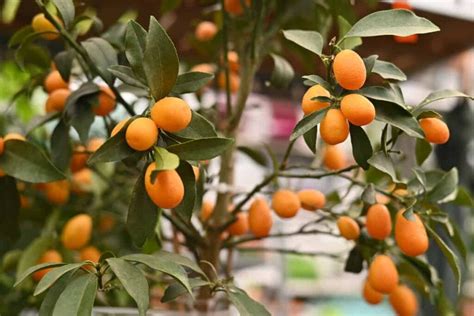 The Guide to Pruning Kumquat Trees - Minneopa Orchards