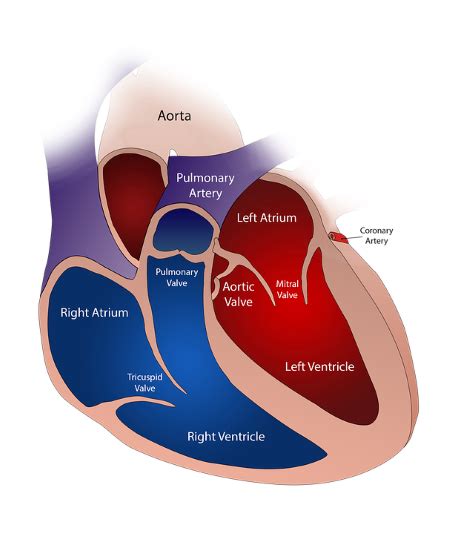 Right And Left Pulmonary Arteries