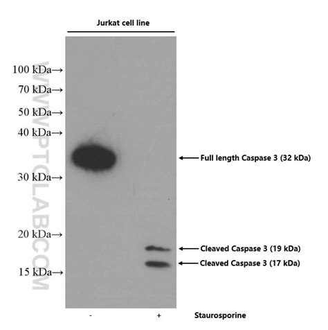 Caspase 12 antibody (55238-1-AP) | Proteintech