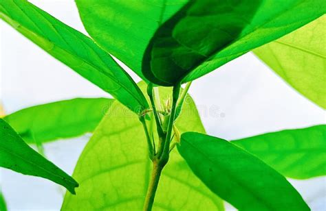 Green leaves of cocoa tree stock photo. Image of leaf - 269691908