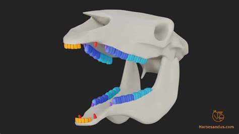 Horse Teeth Anatomy and Function [Pictures & Animations]