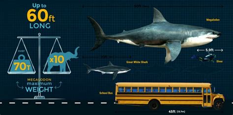 Megalodon Size: How Big Was The Megalodon Shark? - FossilEra.com