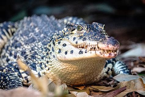 Cuban Crocodile – Sedgwick County Zoo