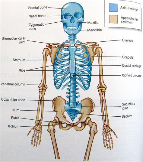 Major Bones Of The Axial Skeleton