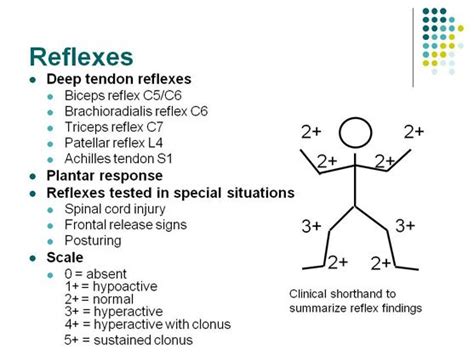 reflexes nerve roots - Google Search | Neurological assessment, Best ...