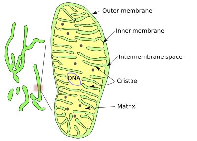 Intermembrane Space