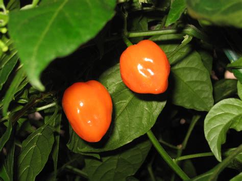 Growing Food: Habanero Peppers Start your seed 8wks before your last ...