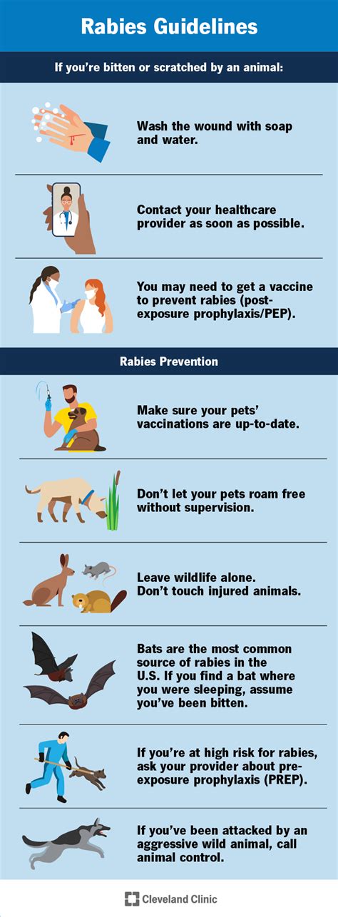 What Are The Symptoms Of Rabies From A Dog Bite?