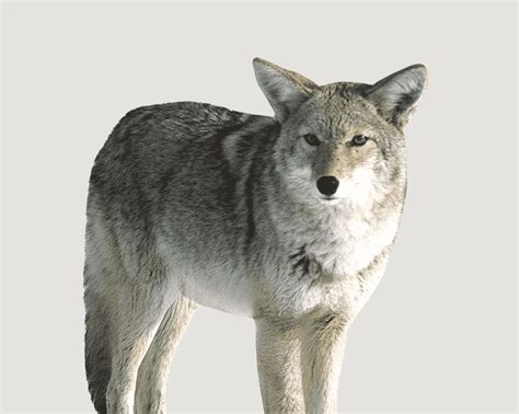 MONTANA DECOY - "KOJO" COYOTE - Northwoods Wholesale Outlet