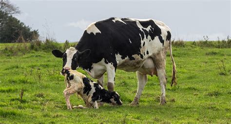 Cow Gestation: Length, Stages, And Everything You Need To Know