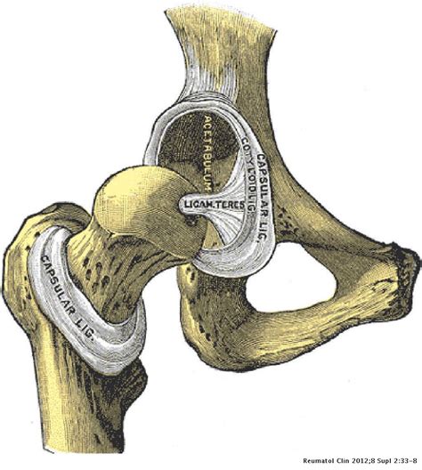 Clinical Anatomy of the Pelvis and Hip | Reumatología Clínica (English ...