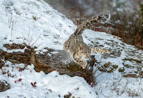 La grabación más impactante jamás tomada de un leopardo de las nieves ...