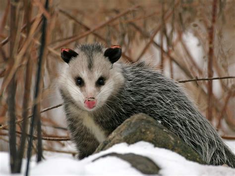 Virginia opossum | Description, Habitat, & Facts | Britannica