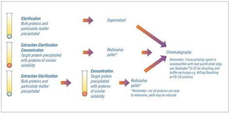 Fractional Precipitation Protocol for Affinity Chromatography Samples