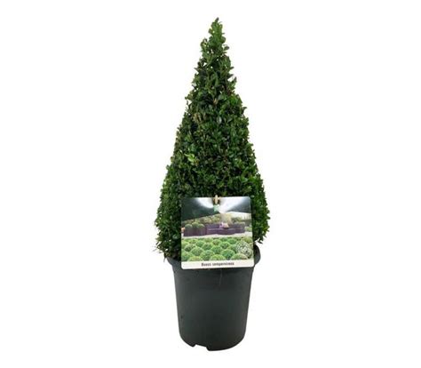 Buxus sempervirens | Green Solutions