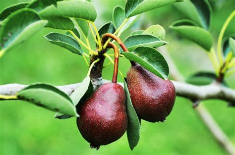 Pear Tree Varieties 🍐 Top 21 Types of Pear Trees