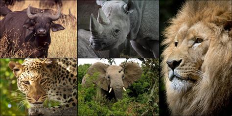 Die Big 5 des Tierreichs | Blog | afrostore.biz