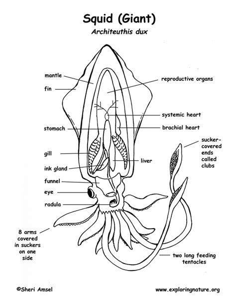 Squid Anatomy Coloring Page