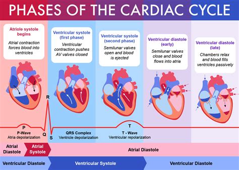 Cardiac Cycle Phases Diagram