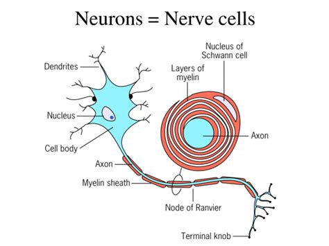 Diagram Of Human Nerve Cell