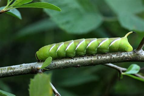 Flickriver: Most interesting photos tagged with privethawkmothcaterpillar