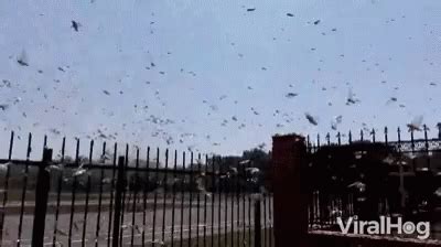 Swarm Fly GIF - Swarm Fly Plague - Discover & Share GIFs